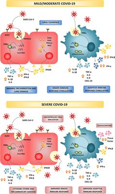 The Modulation of Mucosal Antiviral Immunity by Immunobiotics: Could They Offer Any Benefit in the SARS-CoV-2 Pandemic?